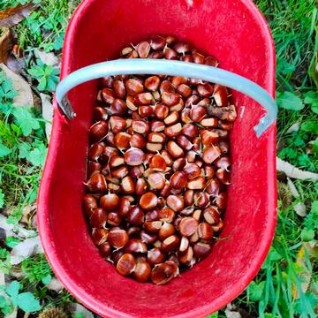 Medium-sized chestnuts