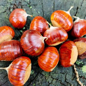 Large chestnuts