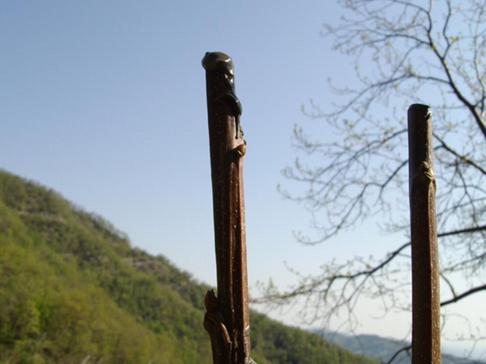 Marze a dimora 