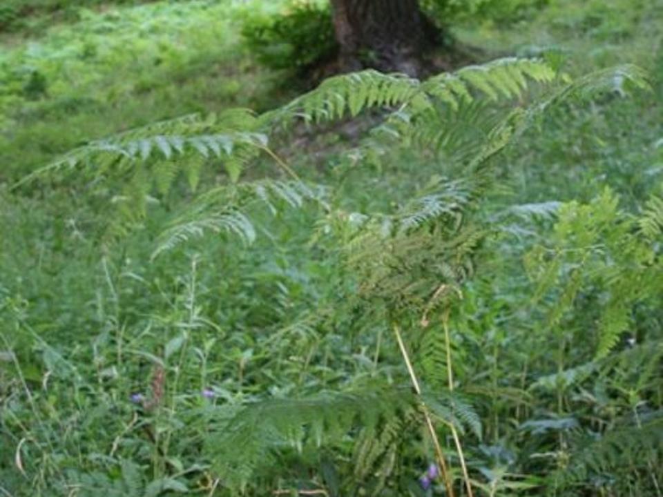 foto_113