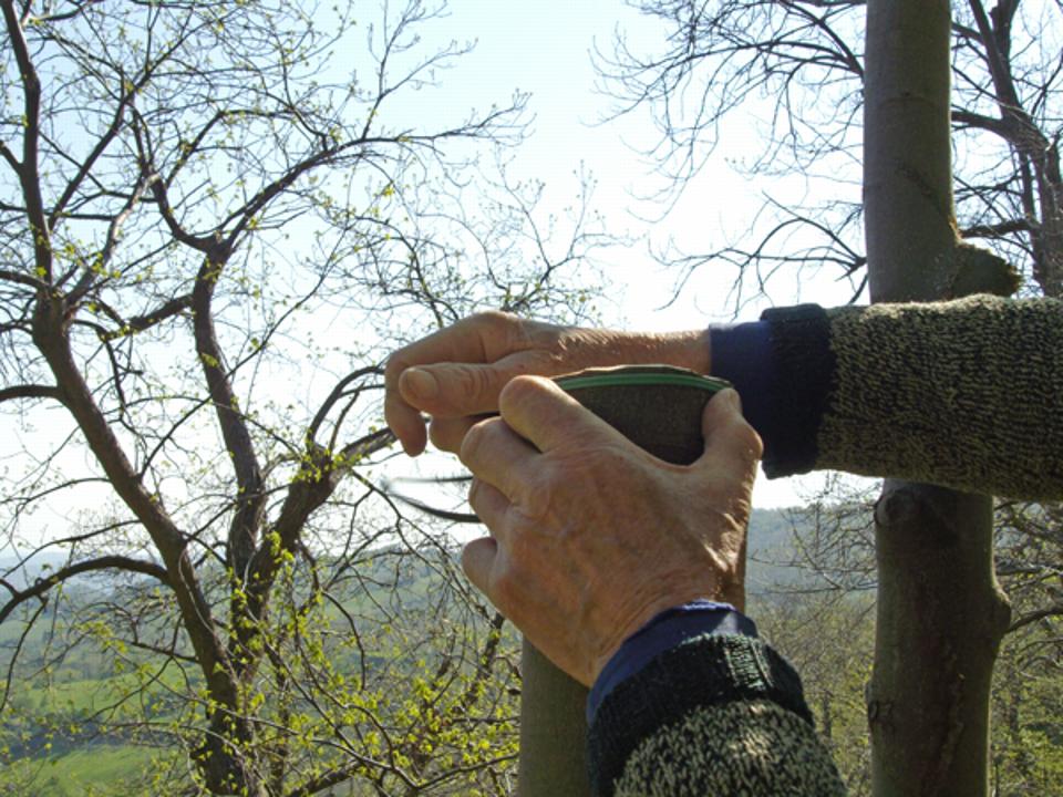 Pollone preparato per innesto 