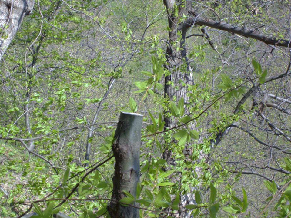 Pollone tagliato per innesto 