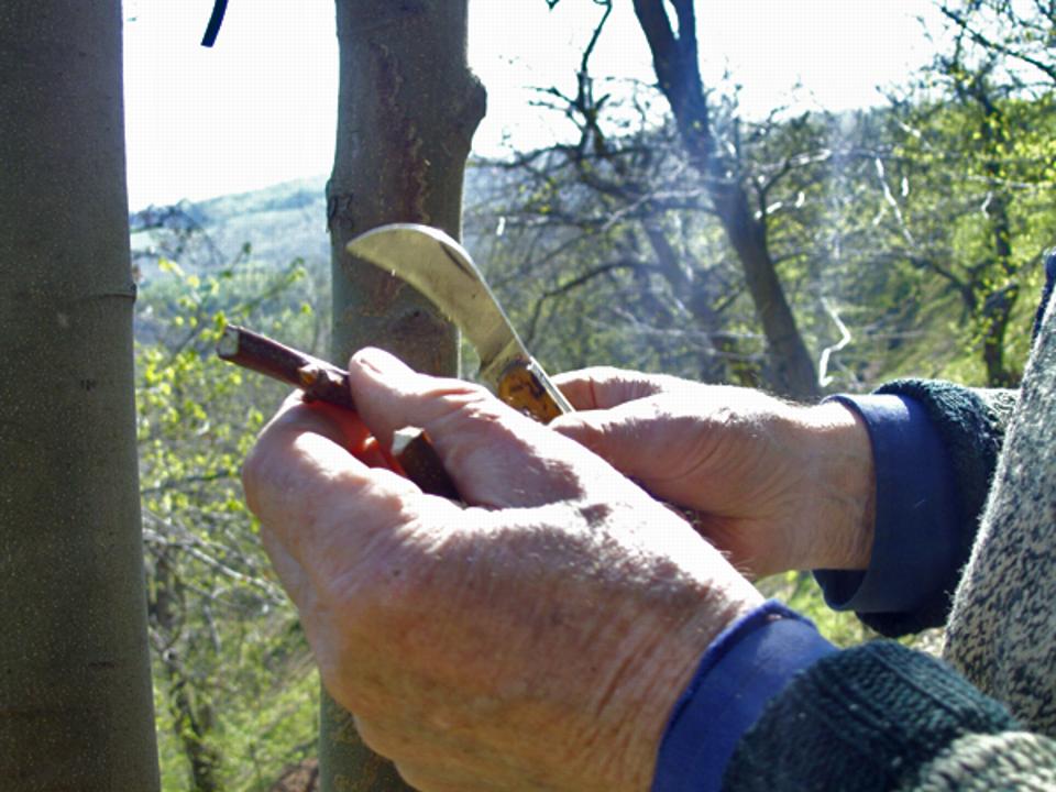 Preparazione marza per innesto 