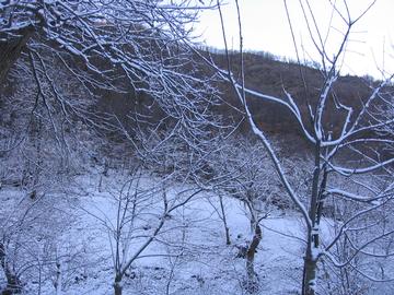 Il castagneto in inverno