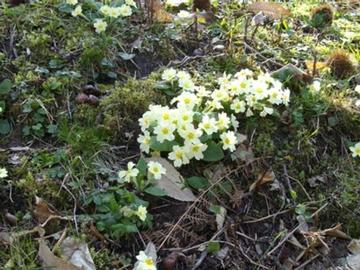 Piante e fiori