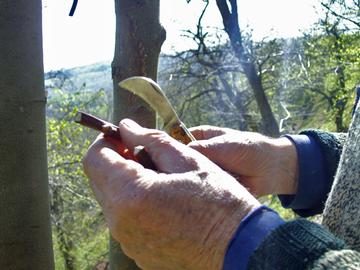 Preparazione marza per innesto 