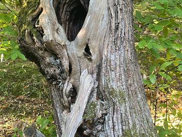 Care for the forest and its inhabitants