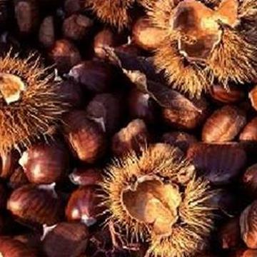 Chestnut chunks